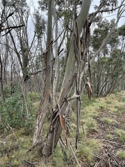 Eucalyptus perriniana