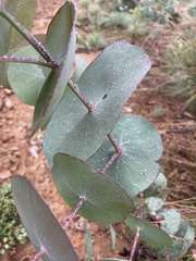 Eucalyptus perriniana