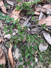 Podolobium procumbens