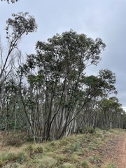 Eucalyptus perriniana