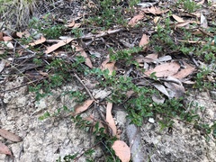 Podolobium procumbens