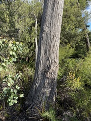 Eucalyptus baueriana