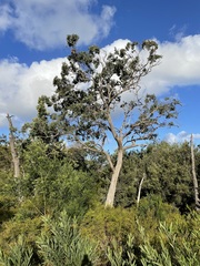Eucalyptus baueriana