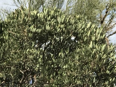 Dermatophyllum arizonicum