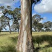Eucalyptus tereticornis mediana - Photo (c) Dean Nicolle,  זכויות יוצרים חלקיות (CC BY-NC), uploaded by Dean Nicolle