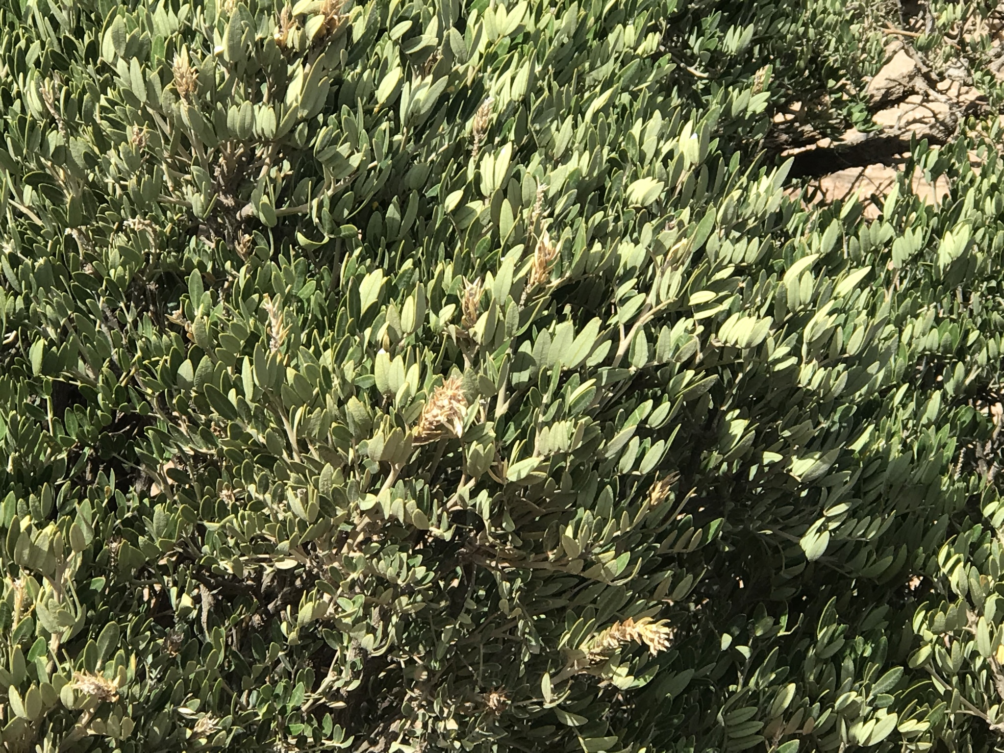 Dermatophyllum arizonicum
