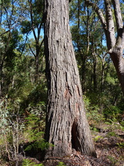 Eucalyptus alligatrix alligatrix