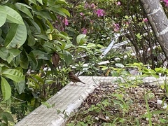 Passer montanus