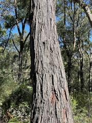 Eucalyptus alligatrix alligatrix