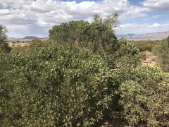 Dermatophyllum arizonicum