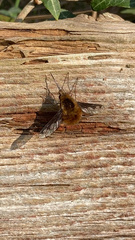 Bombylius major