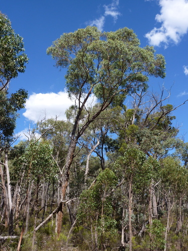 Eucalyptus conferta