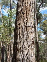 Eucalyptus conferta
