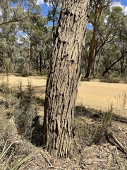 Eucalyptus conferta