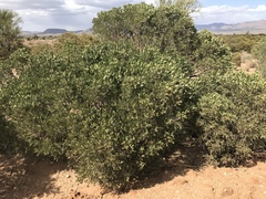 Dermatophyllum arizonicum