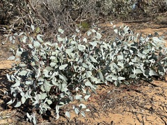Eucalyptus cyanophylla