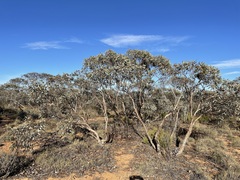 Eucalyptus cyanophylla