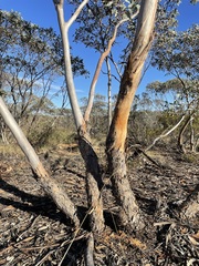 Eucalyptus cyanophylla