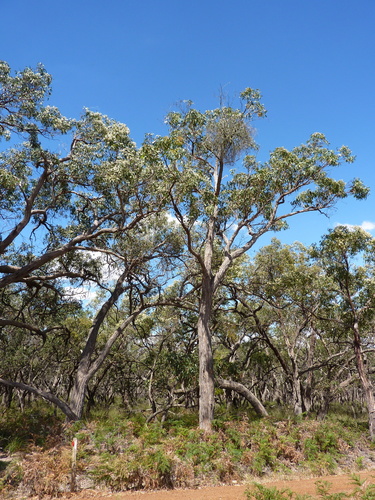 Eucalyptus obliqua