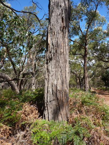 Eucalyptus obliqua