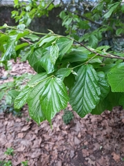 Parrotia persica