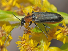 Anogcodes fulvicollis