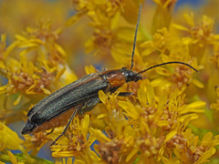 Anogcodes fulvicollis