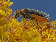 Anogcodes fulvicollis