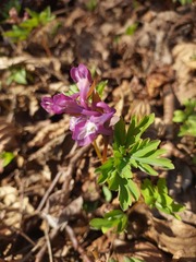 Corydalis cava cava