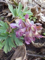 Corydalis cava cava