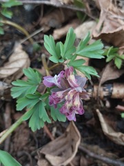 Corydalis cava cava