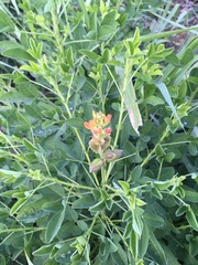 Crotalaria goreensis