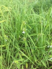 Leucas lavandulifolia