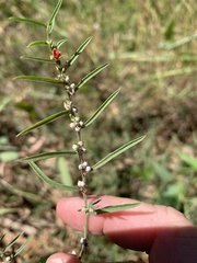 Indigofera linifolia