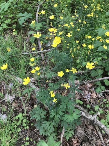 Western Buttercup