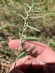 Indigofera linifolia