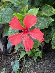 Hibiscus rosa-sinensis