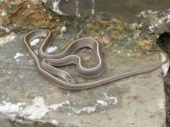 Orientocoluber spinalis