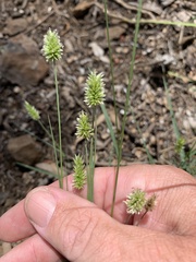 Enneapogon lindleyanus