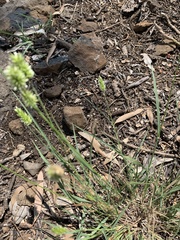 Enneapogon lindleyanus