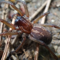 Eratigena bucculenta