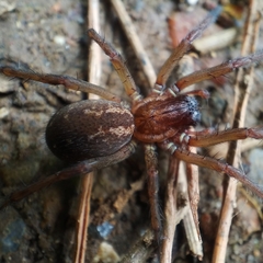 Eratigena bucculenta