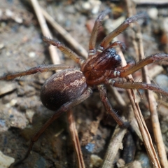Eratigena bucculenta