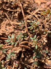 Portulaca australis