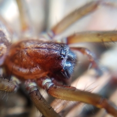 Eratigena bucculenta