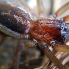 Eratigena bucculenta