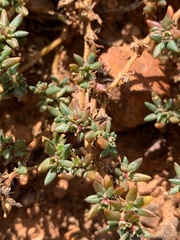 Portulaca australis