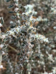 Sclerolaena birchii