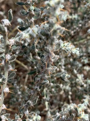 Sclerolaena birchii