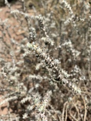 Sclerolaena birchii